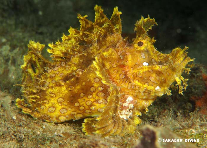 diving photo courses in Nosy Be